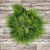 Tree Fern Box 800 Stems