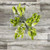 Star Of Bethlehem Box 100 Stems