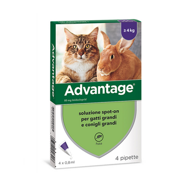 Advantage - Antiparassitario Soluzione Spot On Pipette Gatti e Conigli Confezione 4 Pipette