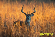 What to Pack for a UK Deer Stalking Weekend: Essential Gear, Tips & Legal Must-Haves