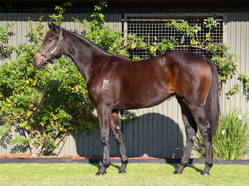 I am Invincible x Samara Dancer Filly - Per 2.5% Share - $4650.00 I am Invincible x Samara Dancer Filly - Per 2.5% Share - $4650.00