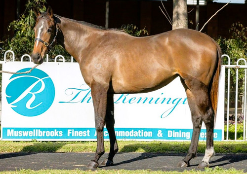 Brazen Beau x Pina Filly - Per 2.5% Share - $875.00 Brazen Beau x Pina Filly - Per 2.5% Share - $875.00