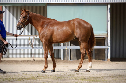Tagaloa x Fantasy Colt - Per 2% Share - $1800.00 Tagaloa x Fantasy Colt - Per 2% Share - $1800.00