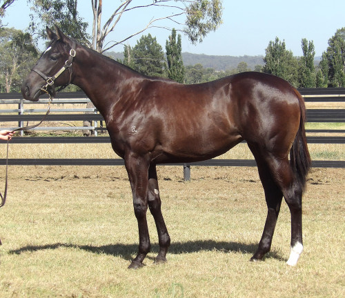 Syndicates Racehorse available in a stunning Pinatubo filly ot of a stakes winner who has had 4 to race all winners including a Group 3 winner at 2.