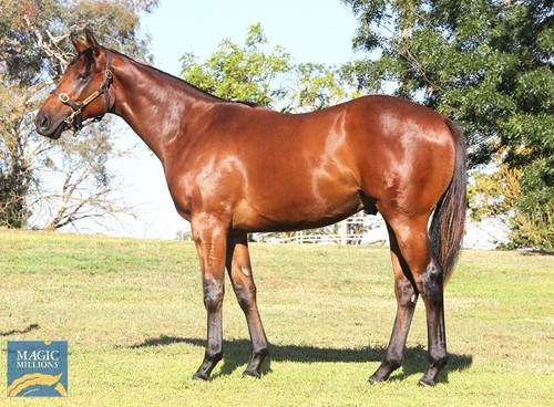 Racing shares in a colt by Golden Slipper winner Capitalist x Frolic, Group 2 winner at 2 and 2nd in the Golden Slipper trained by Annabel and Rob Archibald