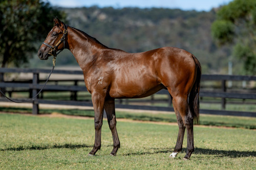 Zousain x White Coolies Colt - Per 2.5% Share - $1175.00