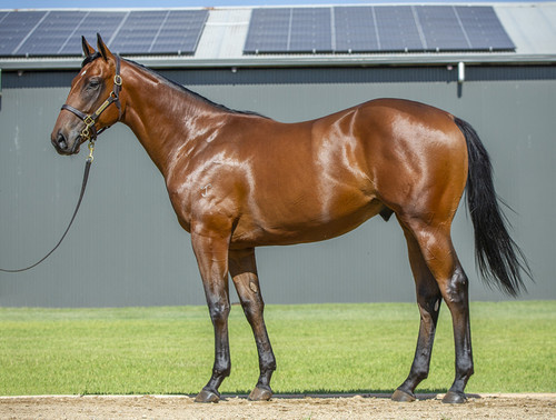 Home Affairs x Persuits Colt - Payment Plan Per 2.5% Share $875.00 upfront, 3 x $875.00 equal monthly payments