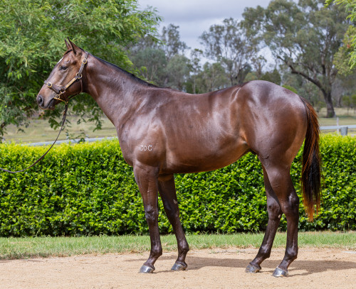 Artorius x Campari Colt - Payment Plan Per 2.5% Share $481.25 upfront, 3 x $481.25equal monthly payments