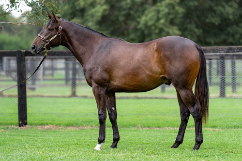 So You Think x Sweet Fire Colt - Per 2.5% Share - $1675.00