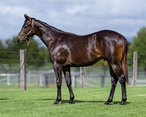 Exceedance x Crossyourheart Colt - Per 2% Share - $1200.00