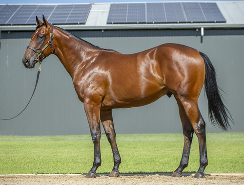 Home Affairs x Pursuits Colt - Per 2% Share - $2800.00