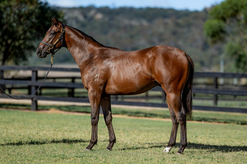 Zousain x White Coolies Colt - Per 2% Share - $940.00