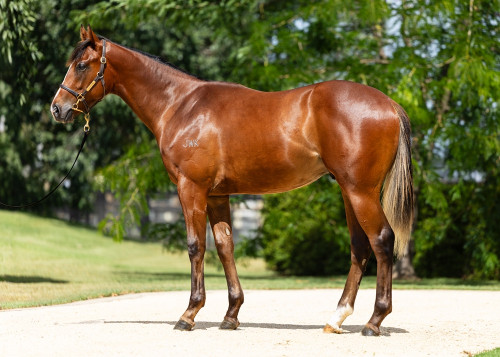 Syndicate shares in a Russian Revolution colt trained by Matthew Dunn. He is a great type, with muscle in all the right places and plenty of scope.