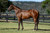Zousain x White Coolies Colt - Per 2.5% Share - $1175.00