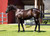 Captivant x Zinzi Filly- Per 2.5% Share - $1975.00