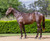 Artorius x Campari Colt- Per 2.5% Share - $1925.00