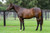 So You Think x Sweet Fire Colt - Per 2.5% Share - $1675.00