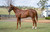In the Congo x Precious Sophia Colt- Per 2% Share - $1050.00
