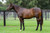 So You Think x Sweet Fire Colt - Per 2% Share - $1340.00