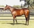 Stay Inside x Press Report Filly - Payment Plan Per 2.5% Share $350.00 upfront, 3 x $350.00 equal monthly payments