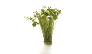 Woodland Scenics ~ Peel 'n' Place Tufts ~ Medium Green Prairie Grass (20) ~ FS777