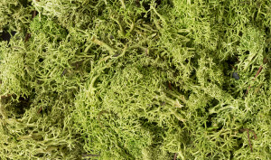 Woodland Scenics ~ Lichen ~ Light Green (86.6 cubic inches) ~ L162