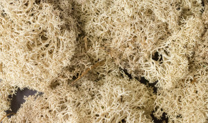 Woodland Scenics ~ Lichen Natural (86.6 cubic inches) ~ L166