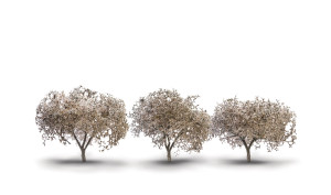 Woodland Scenics ~ Cherry Blossoms ~ 1-3/4" to 2-1/4" (3) ~ TR3594