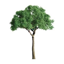 JTT Scenery Products ~ Professional Trees: Jacaranda 2" - 4pcs ~ 94273