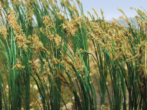 Bachmann ~ Reeds 1" Tall (40 per pack) ~ 32514
