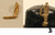 Cal Scale ~ HO Scale ~ Whistle Right Side Mount ~ 606
