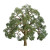 JTT Scenery Products ~ N Scale~ Professional Trees: Live OAK 1.5'' PRO ~ 0594348