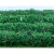 JTT Scenery Products ~ HO Scale~ Flower Hedges 5" x 3/8" x 5/8" Green ~ 0595515