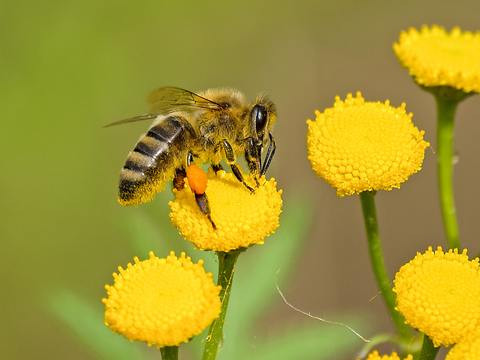 Bees Are Dying All Over the World. What's Going On?