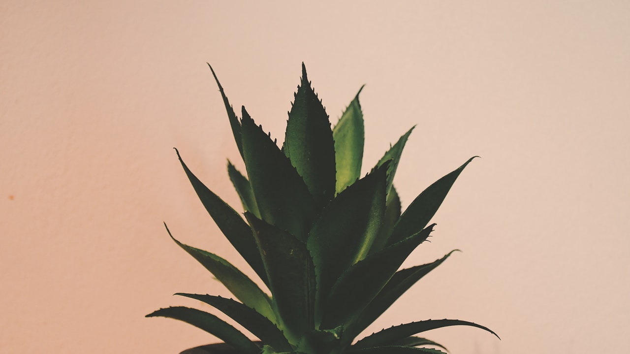 Kalpana NYC Aloe Vera Elixir