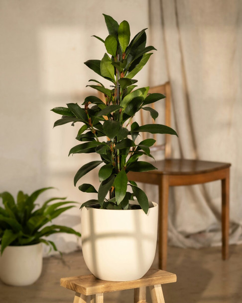 African Fig
