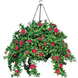 Red Outdoor Azalea Vine Bundles for Hanging Baskets