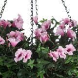 Close up of pink Outdoor Morning Glory Bundles for Hanging Baskets