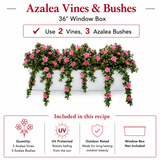 Pink UV Rated Azaleas recipe for 36" window box