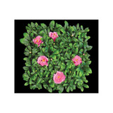 UV Outdoor Rated 12"x12" Azalea Mat with pink flowers