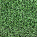 Close up of UV Outdoor Rated English Ivy Living Wall