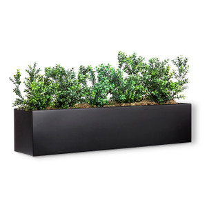 Outdoor rated boxwood bushes arranged in black modern window box Outdoor rated boxwood bushes arranged in black modern window box