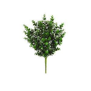 Eucalyptus bush on white background Eucalyptus bush on white background