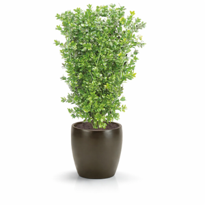 26" Outdoor UV Rated Boxwood Bush with larger leaves on white background