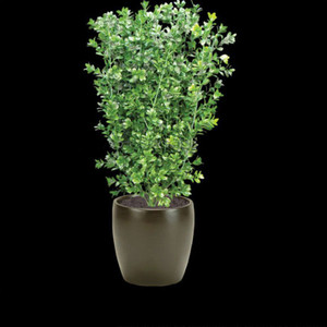 26" Outdoor UV Rated Boxwood Bush with larger leaves on black background 26" Outdoor UV Rated Boxwood Bush with larger leaves on black background