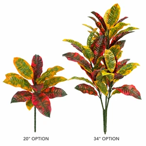 20" and 34" Croton Bush  on white background