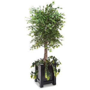 Outdoor UV Rated 6 Foot Japanese Green Maple Tree on white background Outdoor UV Rated 6 Foot Japanese Green Maple Tree on white background