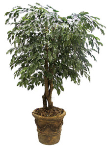 Outdoor UV Rated 5 Foot Ficus Tree on white background Outdoor UV Rated 5 Foot Ficus Tree on white background