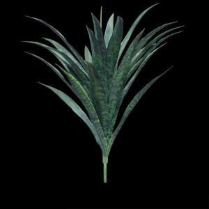 Outdoor UV Rated 26"Black Coral Yucca on black background Outdoor UV Rated 26"Black Coral Yucca on black background
