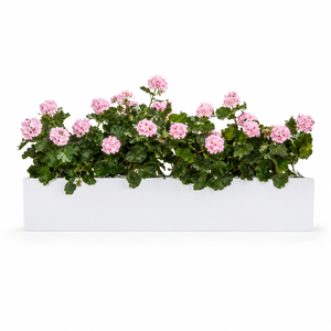 Outdoor Geranium Recipe for 48" Window Box